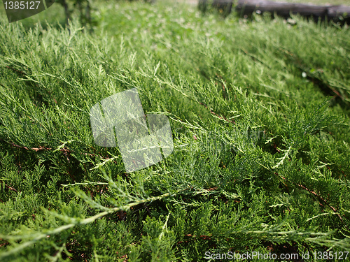 Image of Foliage