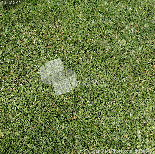 Image of Meadow picture