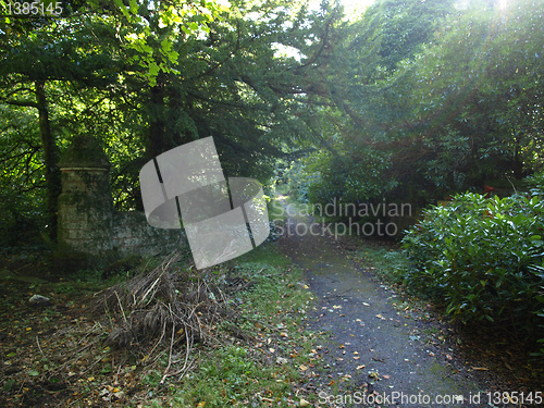 Image of Woods picture