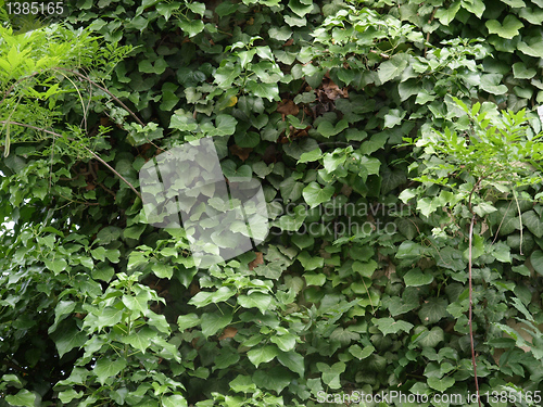 Image of Ivy picture