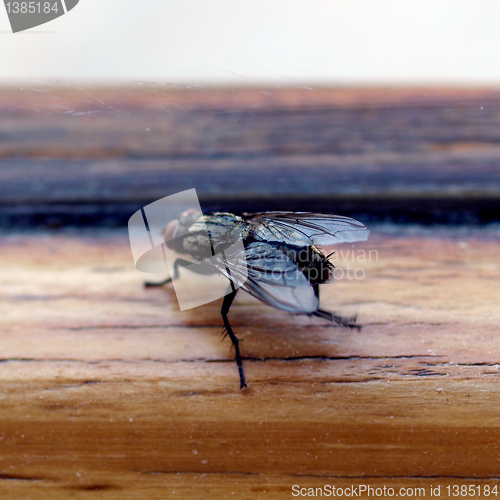 Image of Fly picture