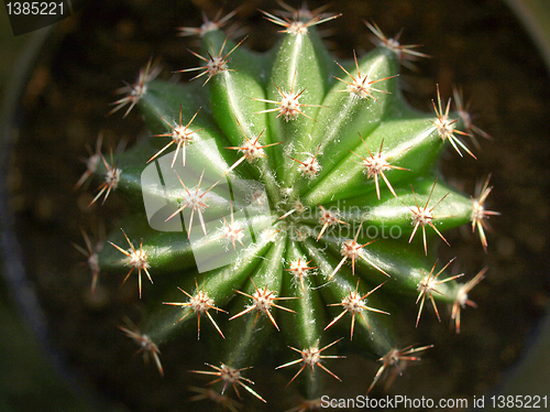 Image of Cactus picture