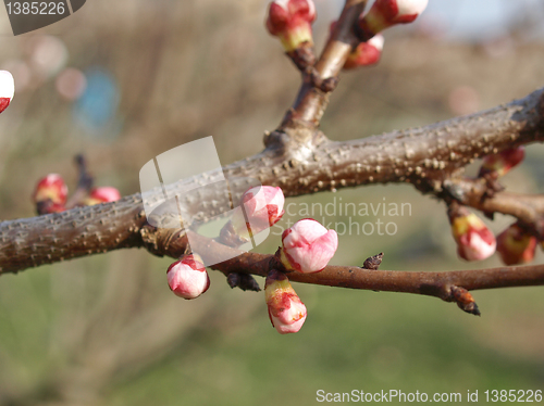 Image of Peach tree flower