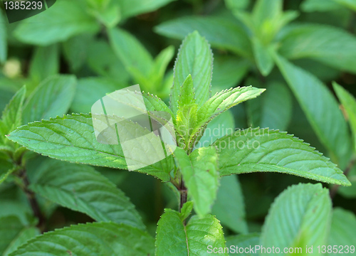 Image of Peppermint