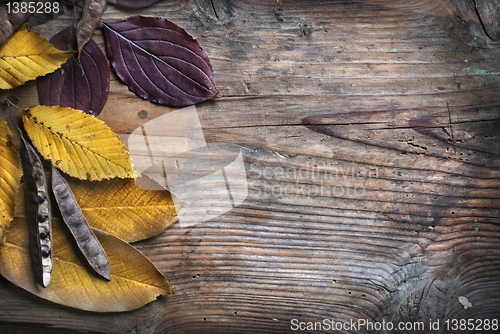 Image of Autumn Leaves