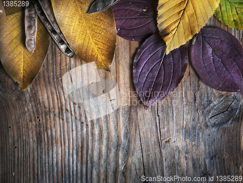 Image of Autumn Leaves