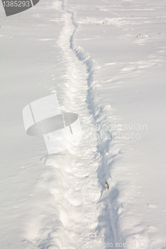 Image of Traces on snow