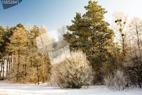 Image of Winter in wood