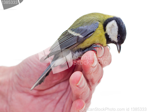 Image of The titmouse  sitting  on a hand 3