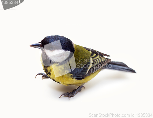 Image of Titmouse 19