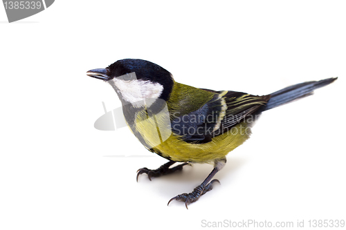 Image of Titmouse 18