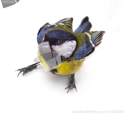 Image of Great Tit, Parus Major 3