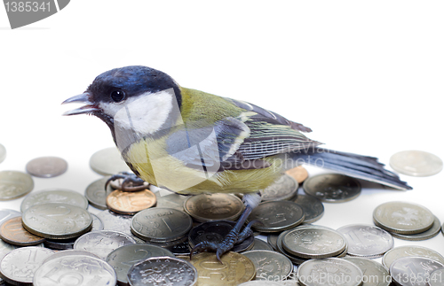 Image of Great Tit, Parus Major