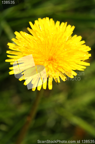 Image of dandelion flower