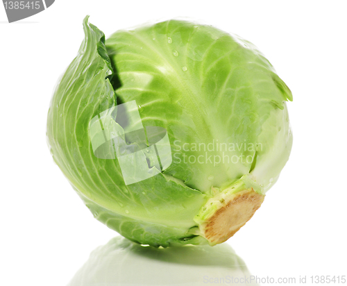 Image of cabbage