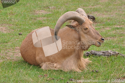 Image of Goat