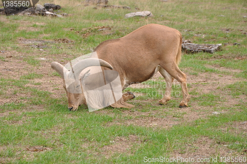 Image of Goat