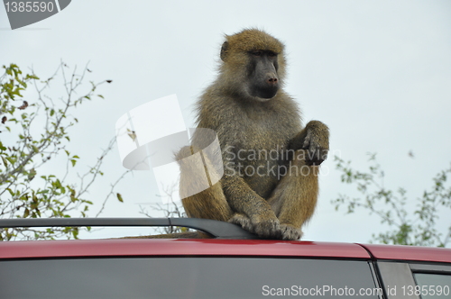 Image of Monkey