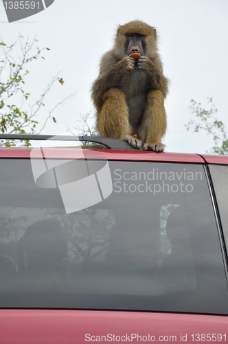 Image of Monkey