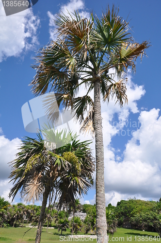 Image of Palm Trees