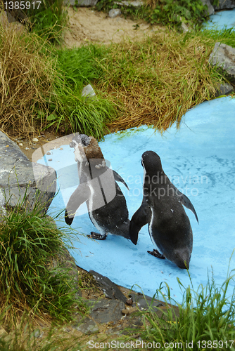 Image of Magellanic Penguins