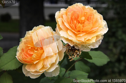 Image of Rose variety - Molineux
