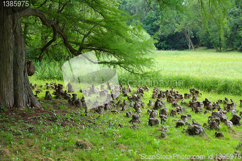 Image of Bald cypress