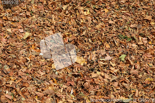 Image of Autumn foliage