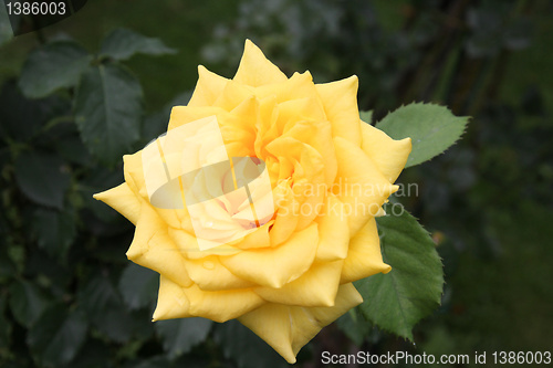 Image of Rose variety - Diana