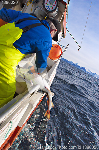 Image of Norwegian jig fisherman with bite