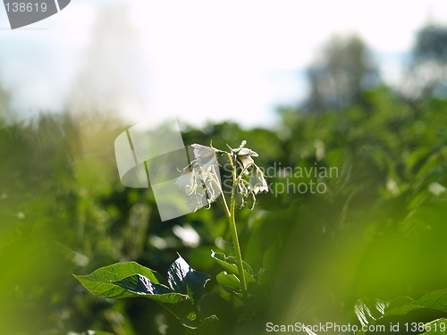 Image of Potato flower