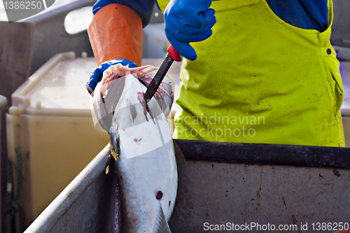 Image of Gutting the fish