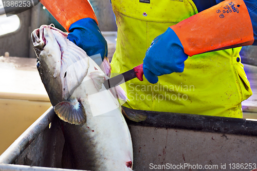 Image of Gutting the fish