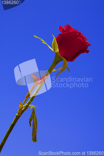 Image of Red rose