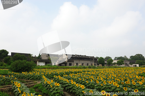 Image of Sunflower field