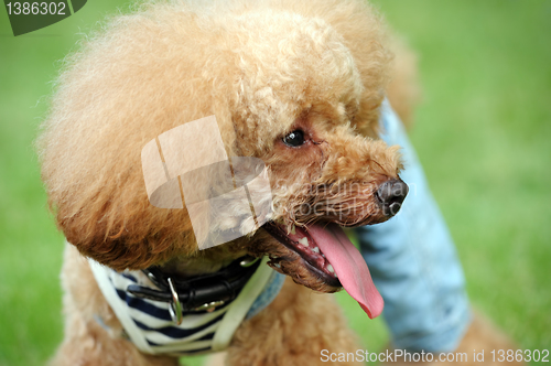 Image of Portrait of a brown poodle dog standing