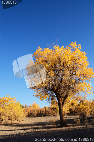 Image of Yellow leaves tree