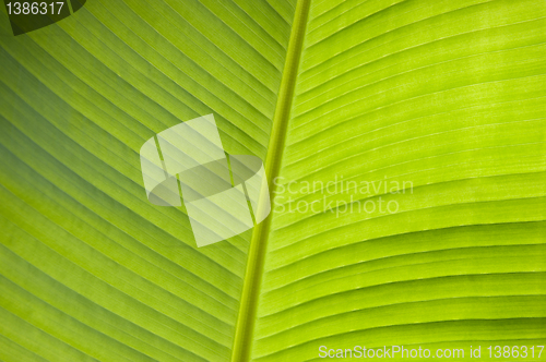 Image of Banana leaf