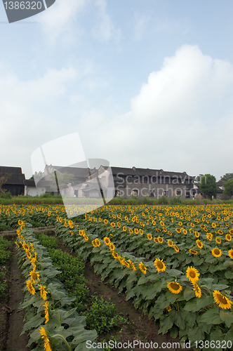 Image of China village near the sunflower field
