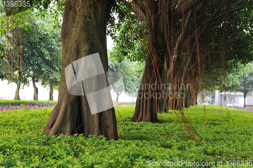 Image of Trees on urban street