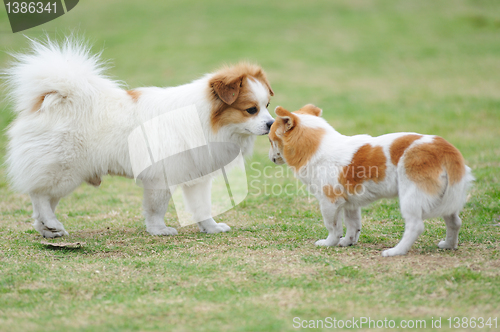 Image of Two dogs playing