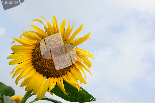 Image of Sunflower under blue sky