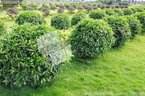 Image of Green tea trees