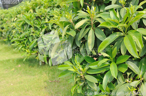 Image of Green tea trees