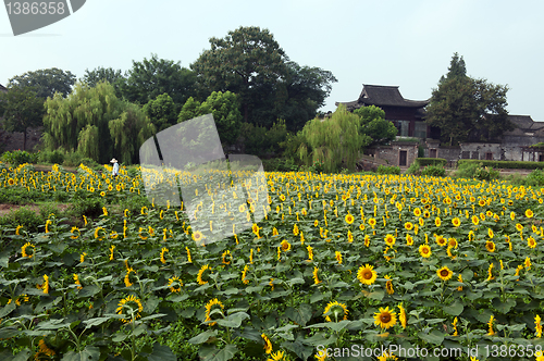 Image of China village near the sunflower field
