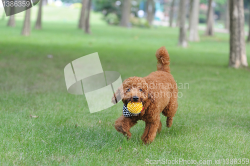 Image of Brown poodle dog running