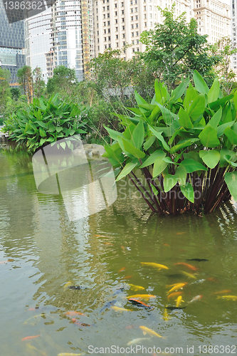 Image of Urban garden