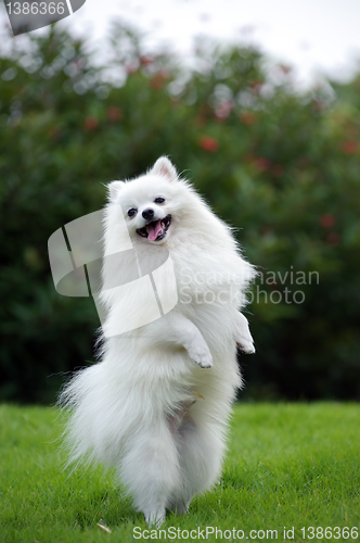 Image of White pomeranian dog