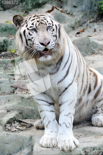 Image of White tiger