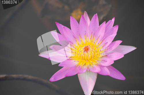Image of Closeup of Water lily flower